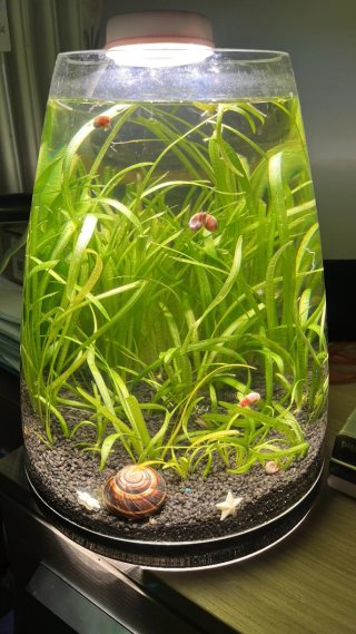 Acquario con piante valisneria facile da mantenere