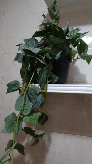 Planta colgante verde