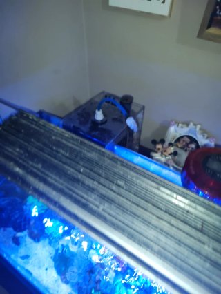 Acuario Marino 100L con Mueble y Sump