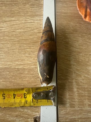 Mitra zonata