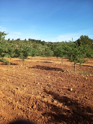 Almendros 7 años - 2 hectáreas
