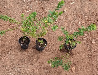 Polygala Myrtifolia - Plantas