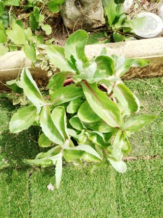 Kalanchoe grande maceta 50cm+ terracota