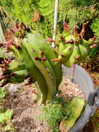 Cactus con flores y capullos