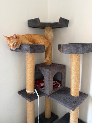 Árbol rascador para gatos Torre 190cm