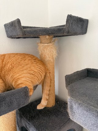 Árbol rascador para gatos Torre 190cm