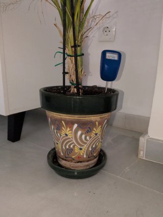 Planta de interior decorativa con maceta