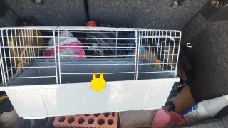 Jaula para conejo o cobaya