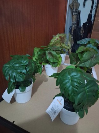 Set 6 Piantine Decorative