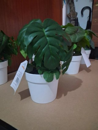 Set 6 Piantine Decorative
