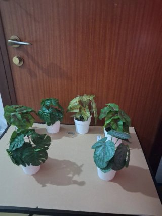 Set 6 Piantine Decorative