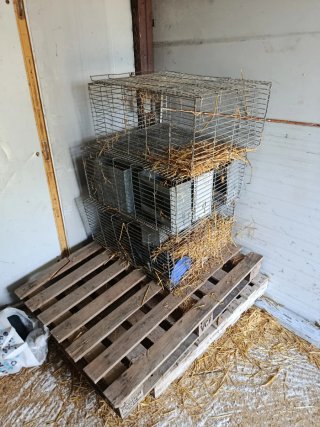 Jaulas para conejos