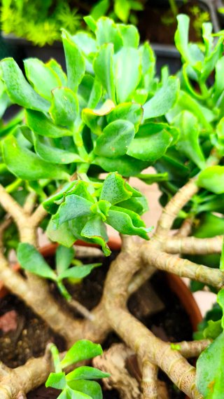 Crassula arborescens undulatifolia grande