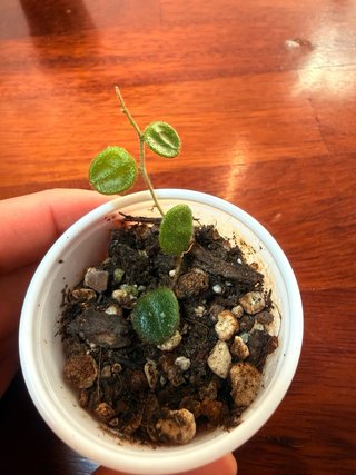 Piantina Serpens Xiaojie 001