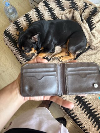 Cartera Gucci Original Marrón y Beige