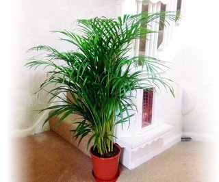 Palmera tropical para interior/exterior
