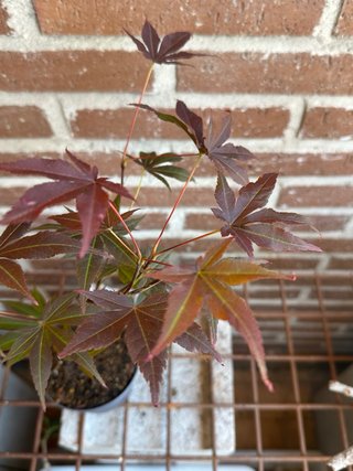 Acer Palmatum Atropurpureum Japonés