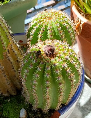 Cactus (HIJO)
