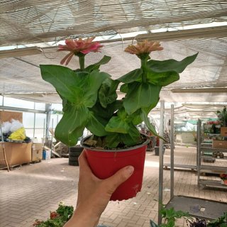 Pianta Zinnia - Set 5