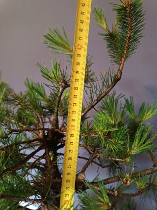 Prebonsai Pino Silvestre