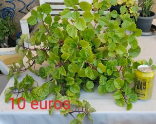 Planta del dinero en maceta