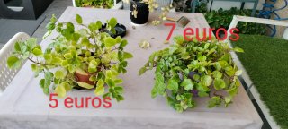 Planta del dinero en maceta