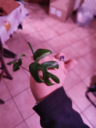 Monstera Minima Tetrasperma Variegata