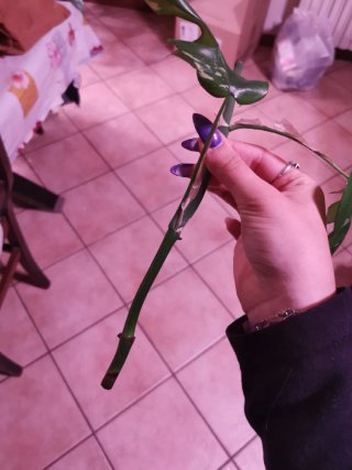 Monstera Minima Tetrasperma Variegata