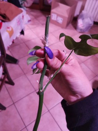 Monstera Minima Tetrasperma Variegata