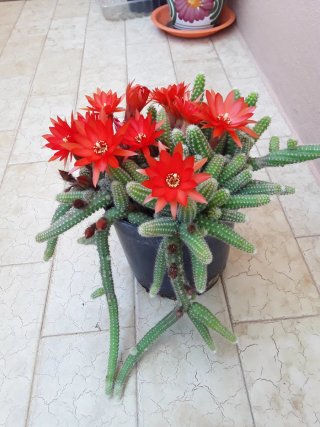Cactus colgante de flores rojas