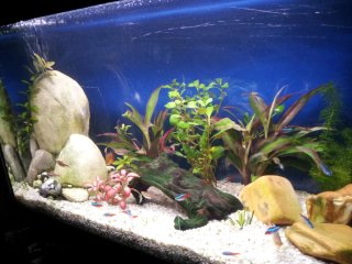 Acuario