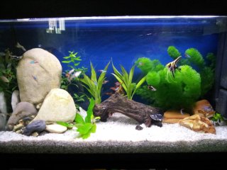 Acuario