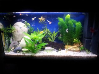 Acuario