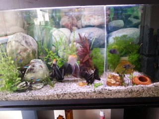 Acuario