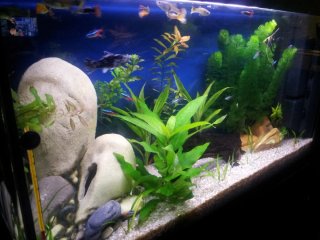 Acuario