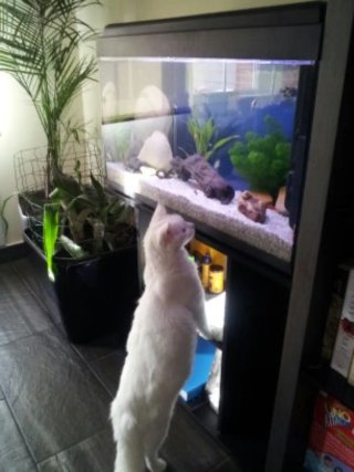 Acuario