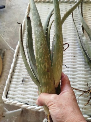 Aloe Vera con raíces 3 plantas por 5 eur.