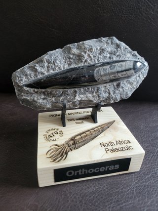 Fosil Autentico Orthoceras Pulido y expositor