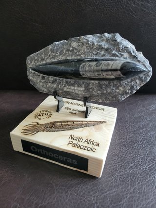 Fosil Autentico Orthoceras Pulido y expositor