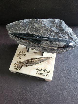 Fosil Autentico Orthoceras Pulido y expositor