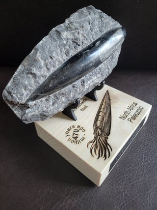 Fosil Autentico Orthoceras Pulido y expositor