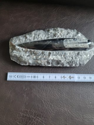 Fosil Autentico Orthoceras Pulido y expositor