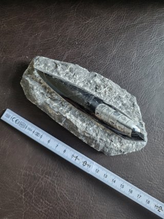 Fosil Autentico Orthoceras Pulido y expositor