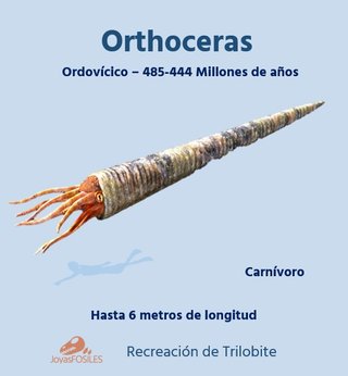 Fosil Autentico Orthoceras Pulido y expositor