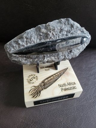 Fosil Autentico Orthoceras Pulido y expositor
