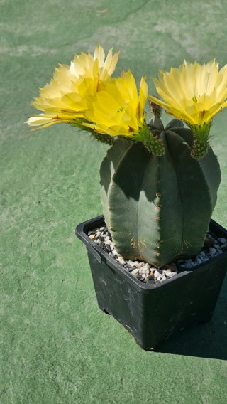 Echinocereus subinermis cactus en flor