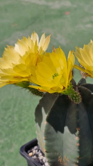 Echinocereus subinermis cactus en flor