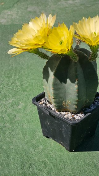 Echinocereus subinermis cactus en flor