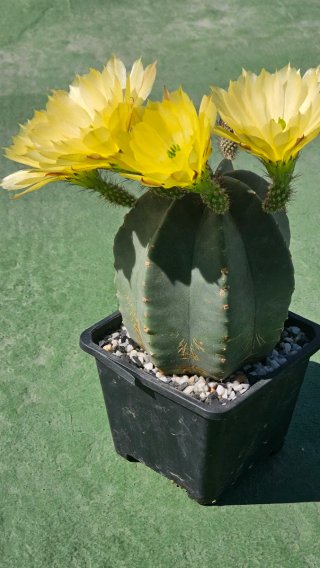 Echinocereus subinermis cactus en flor