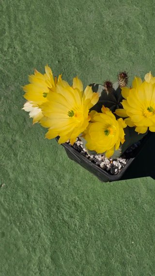 Echinocereus subinermis cactus en flor